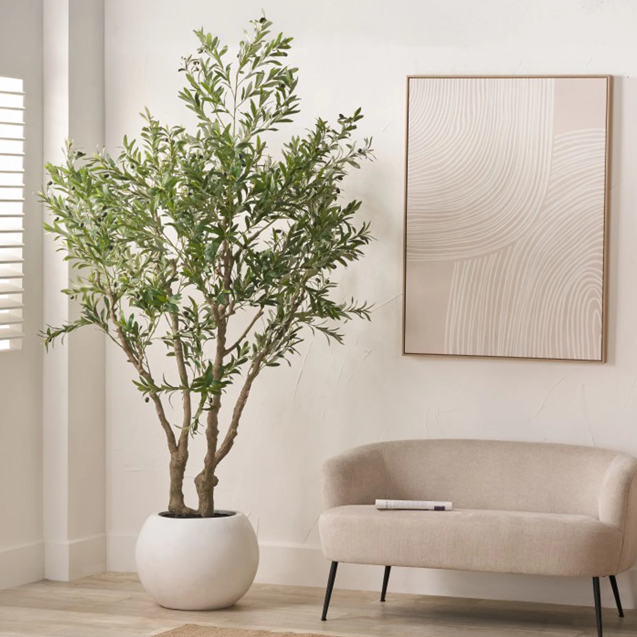 Extra Large Olive Tree