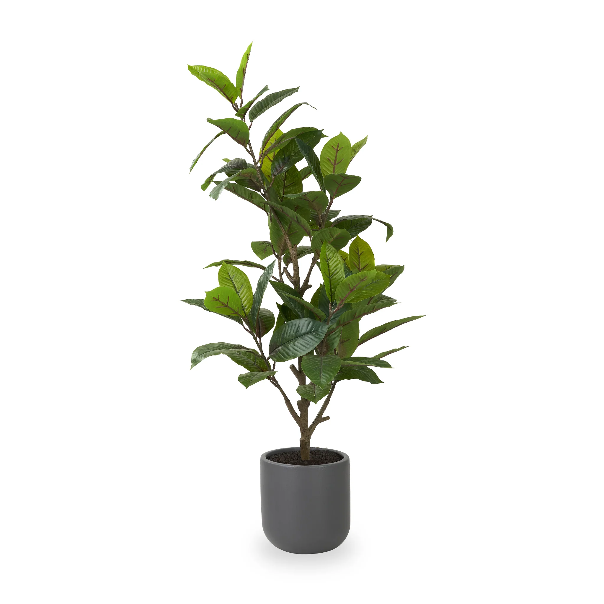 Magnolia Tree in Pot